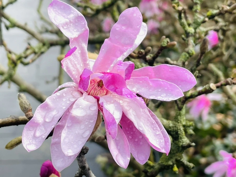 IMG_7433.jpg?type=w966