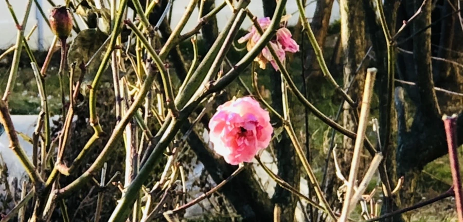 IMG_1179.jpg?type=w966