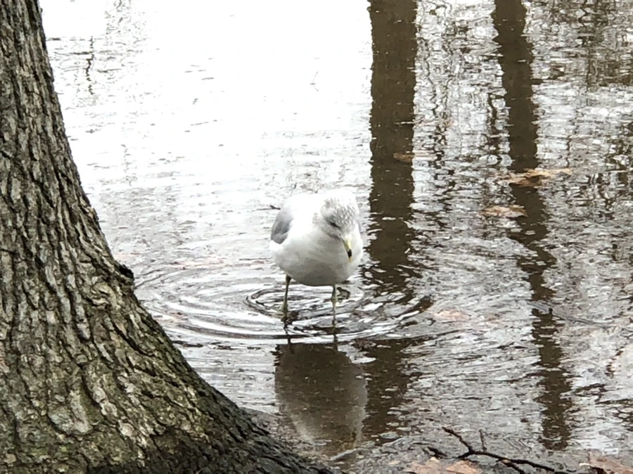 IMG_9432.jpg?type=w966