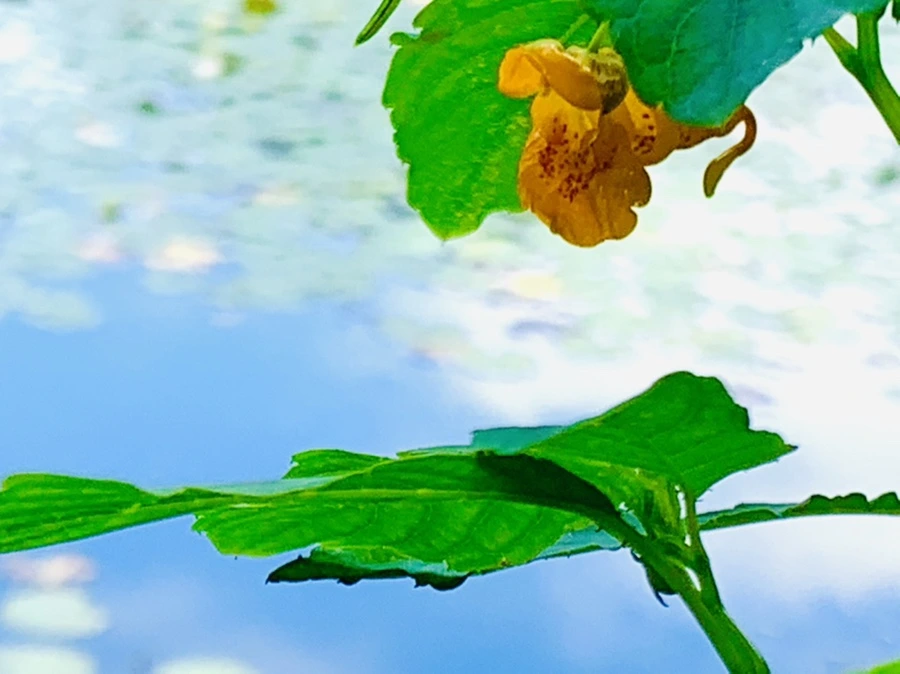 IMG_9308.jpg?type=w966