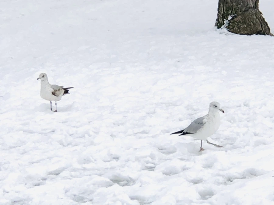 IMG_3831.jpg?type=w966