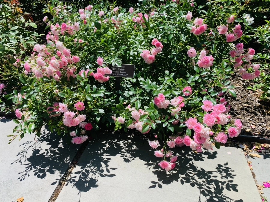 IMG_4128.jpg?type=w966