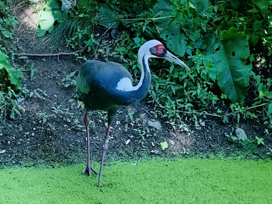 IMG_4271.jpg?type=w966