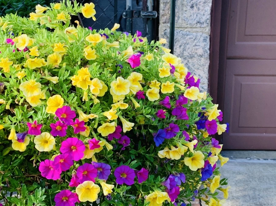 IMG_5263.jpg?type=w966