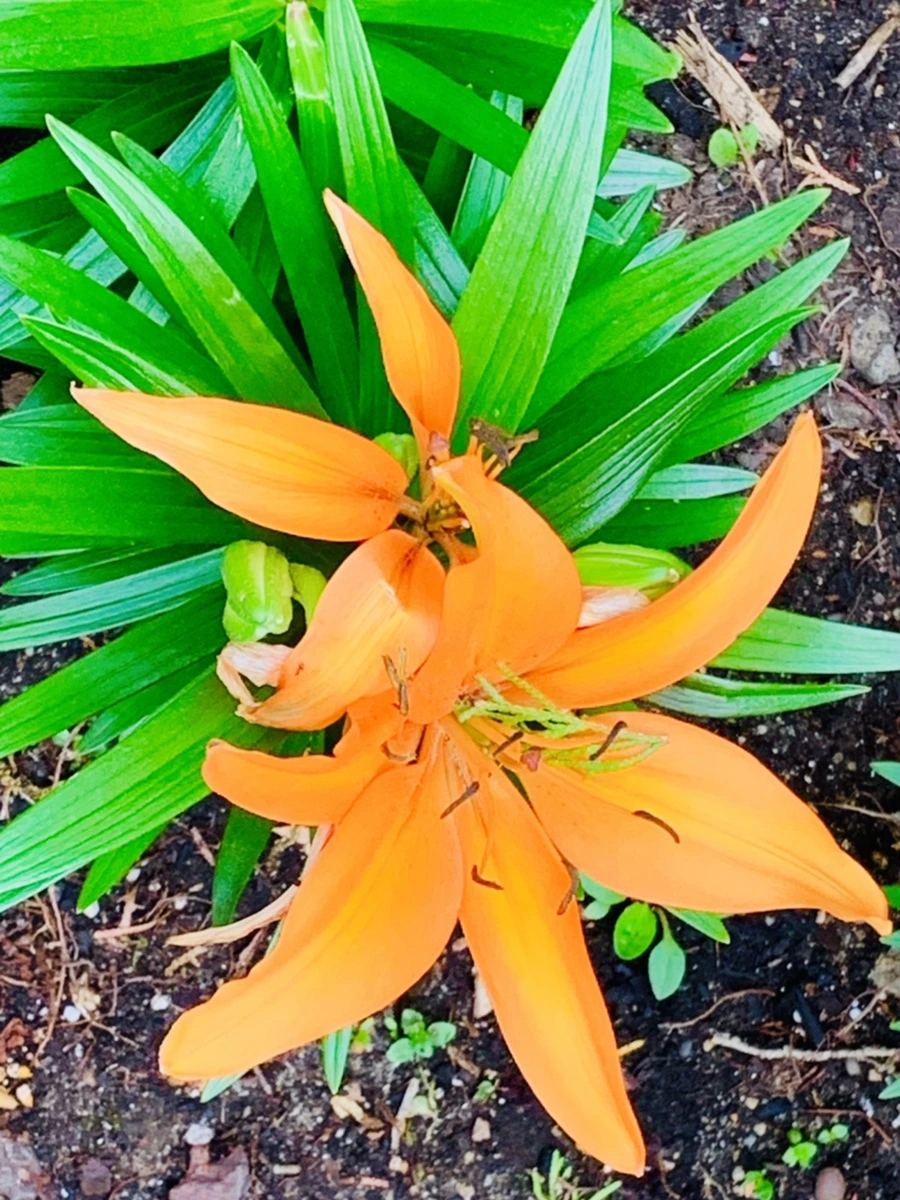 IMG_9050.jpg?type=w966