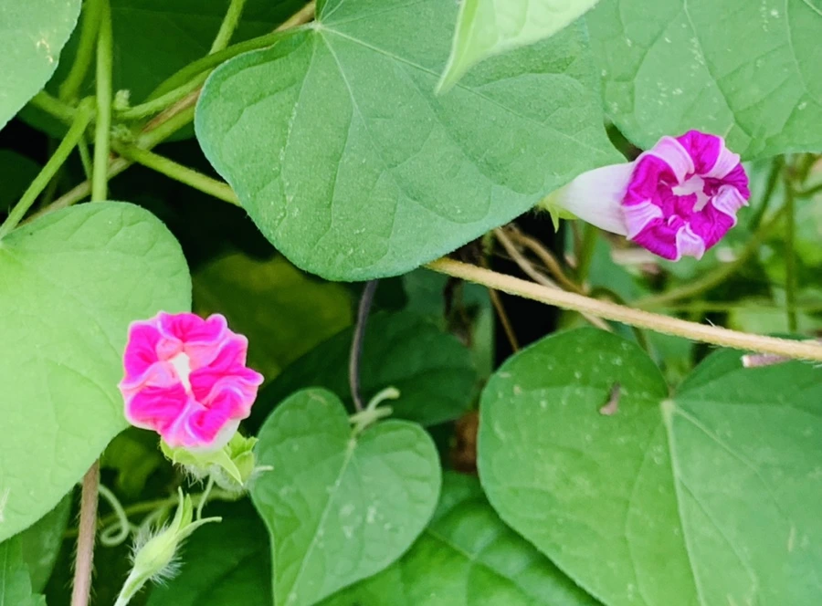 IMG_5999.jpg?type=w966