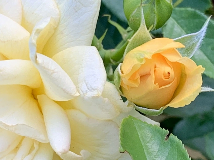 IMG_2939.jpg?type=w966