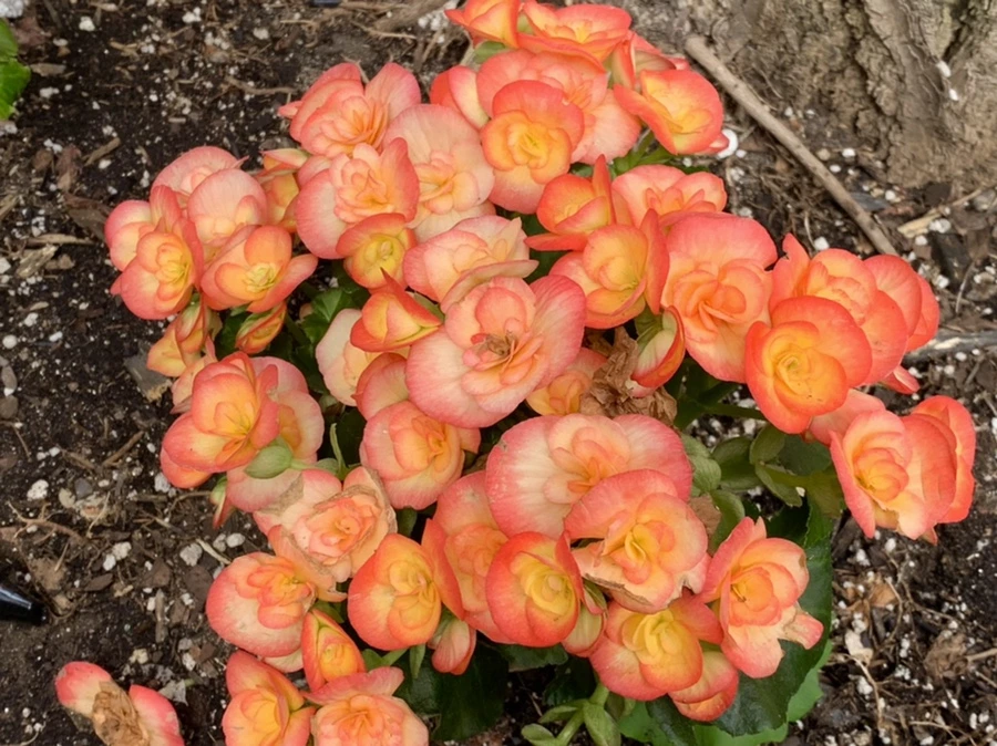 IMG_6392.jpg?type=w966