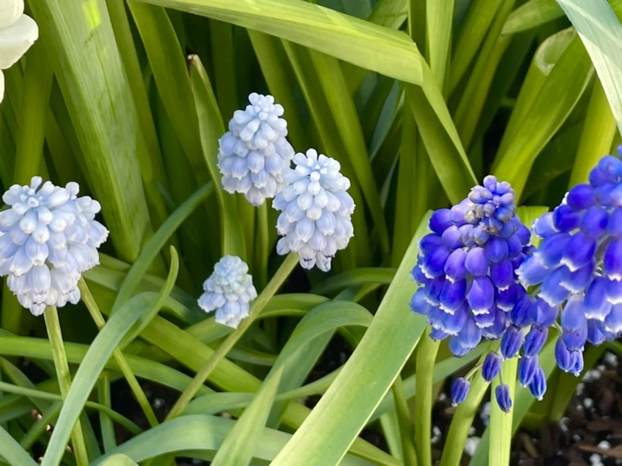 IMG_2060.jpg?type=w966