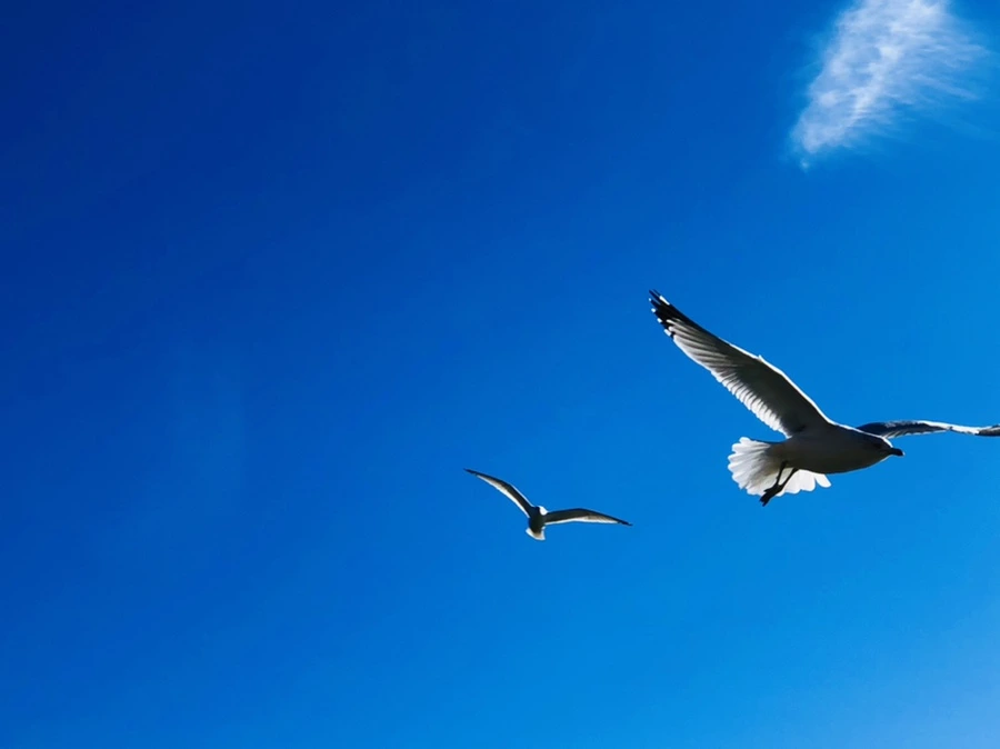 IMG_5401.jpg?type=w966