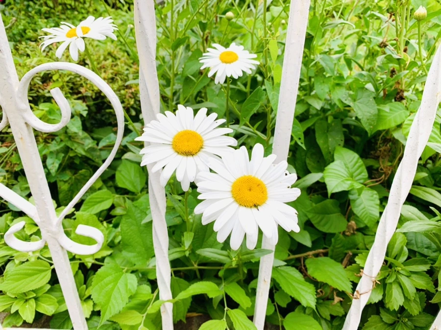 IMG_6965.jpg?type=w966