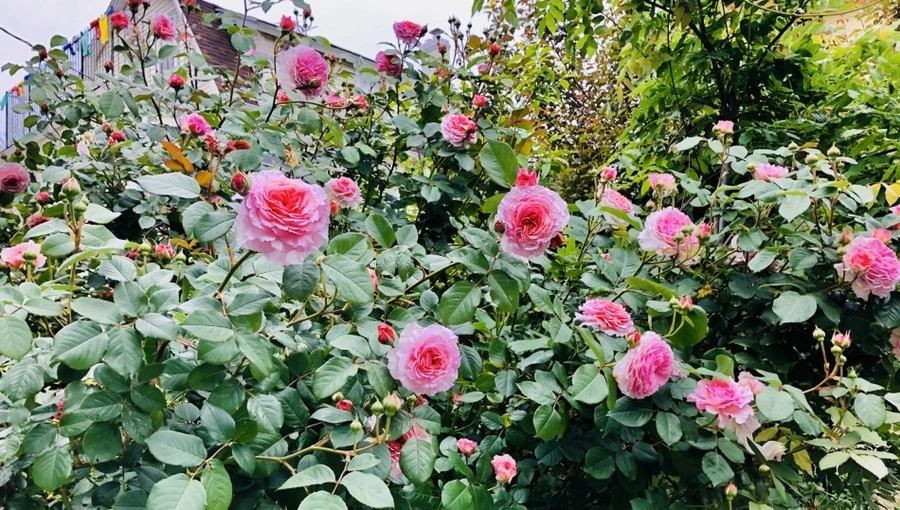 aOgJTzdrfUutc8mfExHkMe70POs