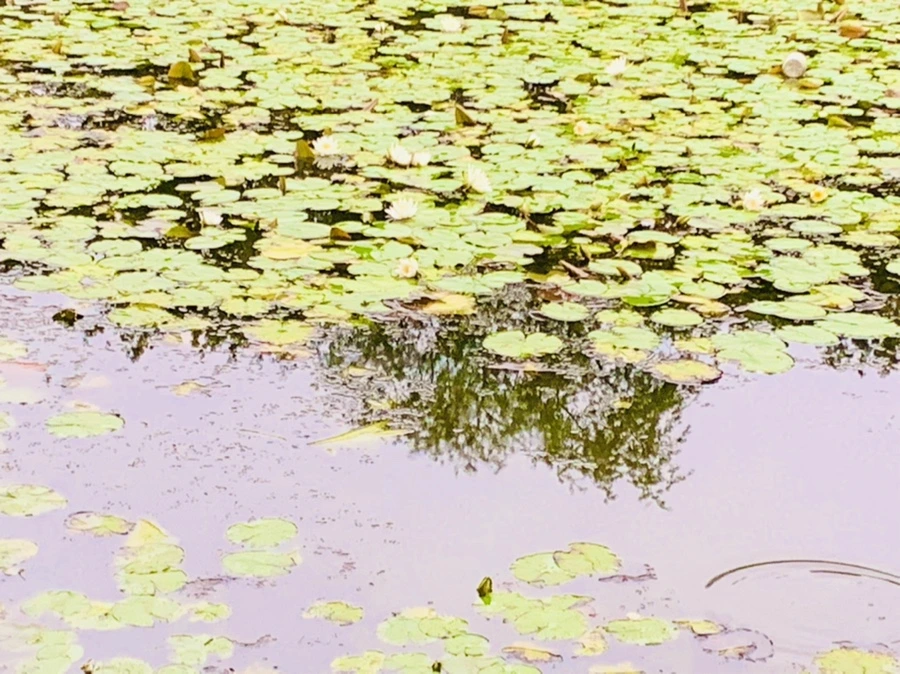 IMG_6204.jpg?type=w966