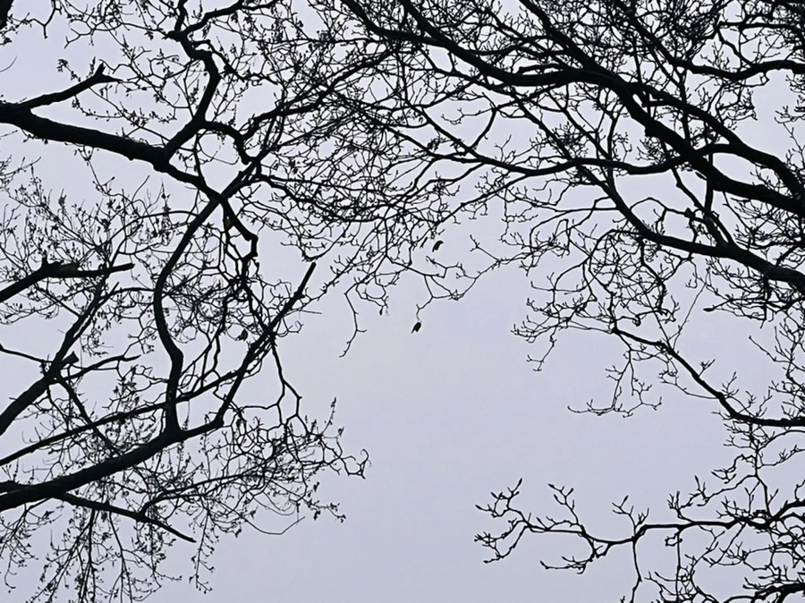 IMG_6369.jpg?type=w966