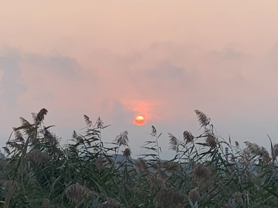 IMG_1091.jpg?type=w966