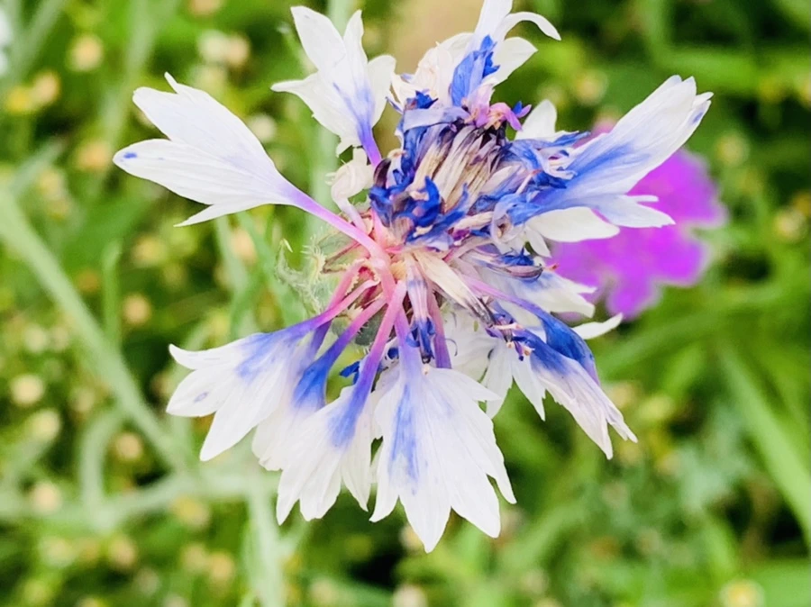 IMG_7242.jpg?type=w966