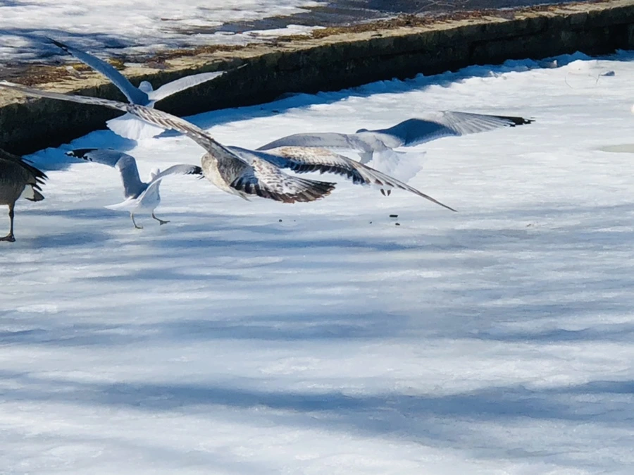 IMG_4793.jpg?type=w966