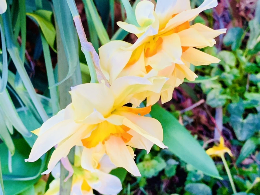 IMG_7428.jpg?type=w966