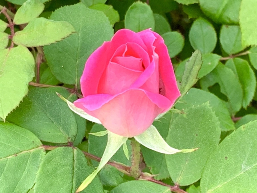 IMG_4481.jpg?type=w966