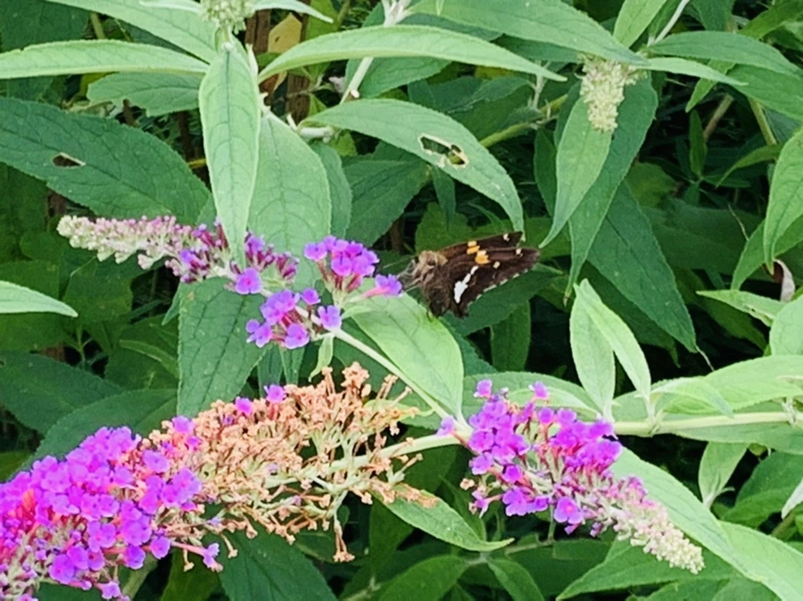 IMG_9401.jpg?type=w966