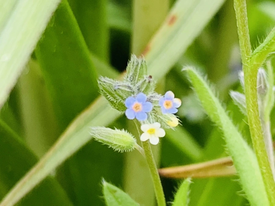 IMG_8652.jpg?type=w966