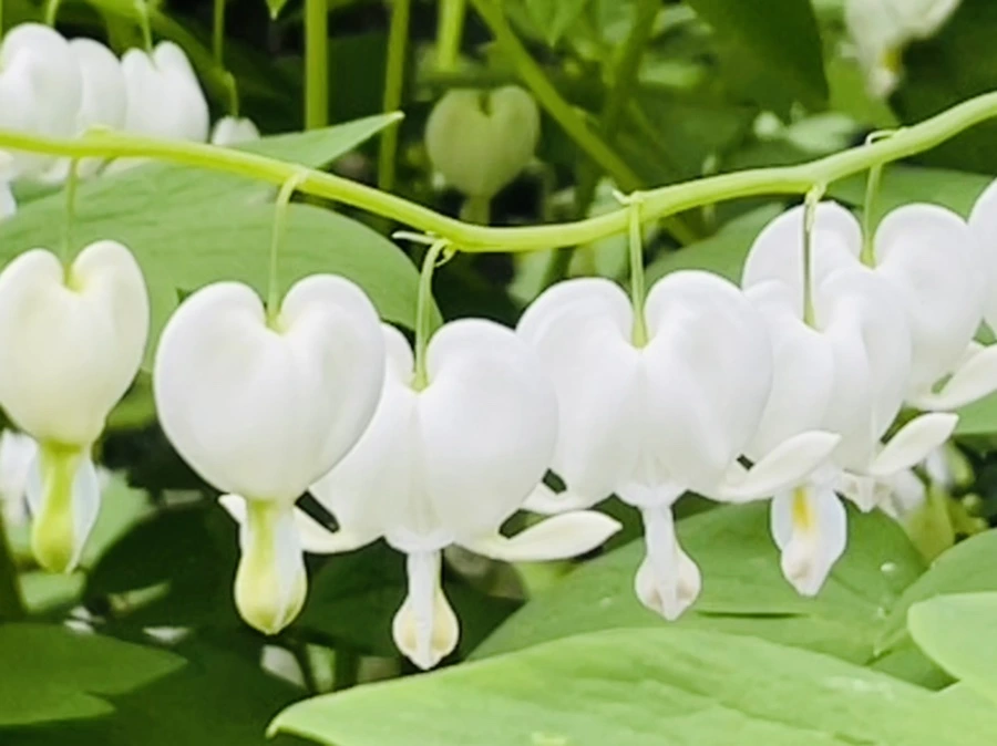 IMG_2515.jpg?type=w966