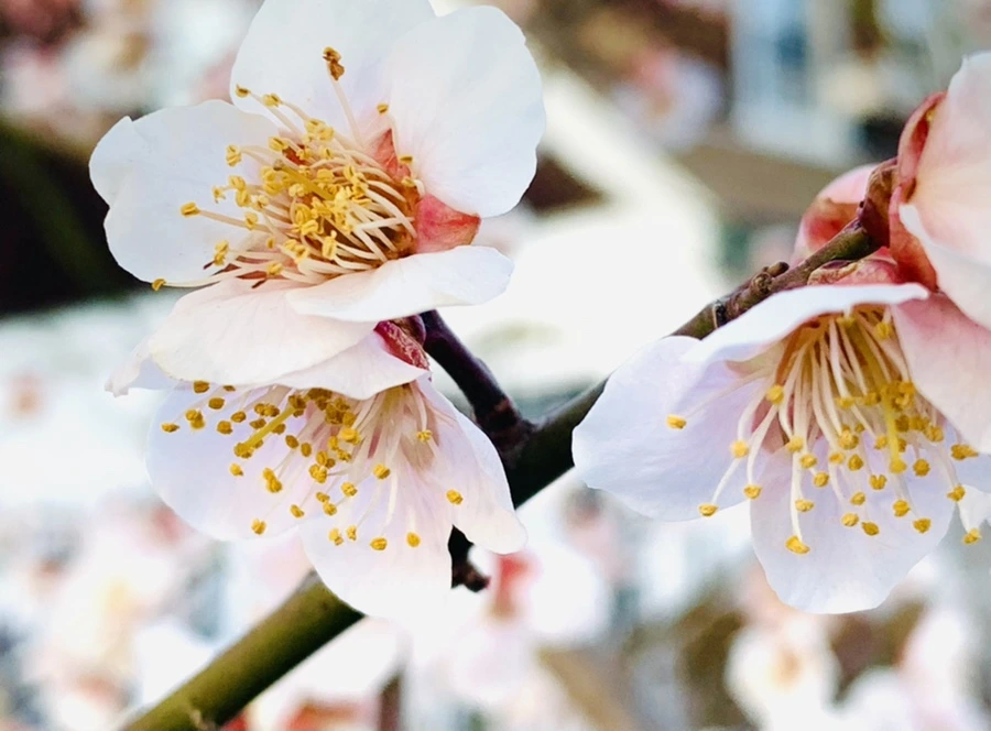 IMG_2244.jpg?type=w966