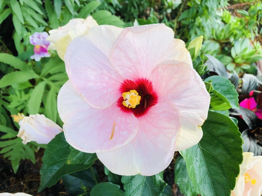 IMG_0210.jpg?type=w966