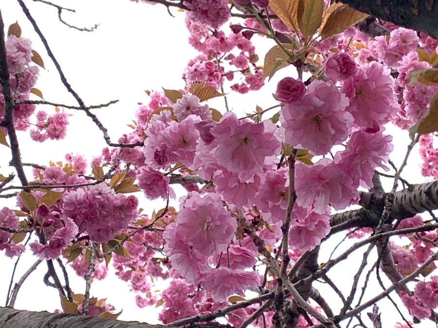 IMG_5477.jpg?type=w966