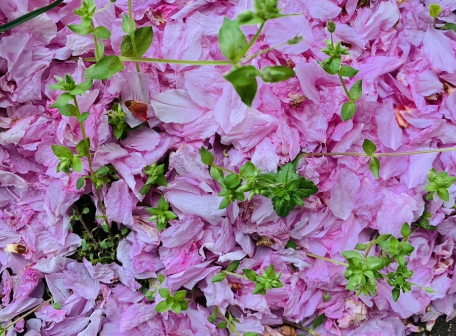 IMG_6055.jpg?type=w966