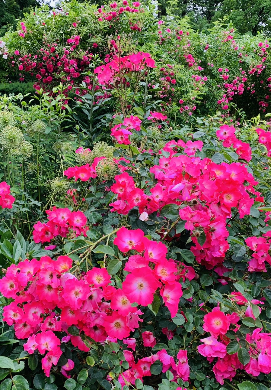 IMG_2919.jpg?type=w966