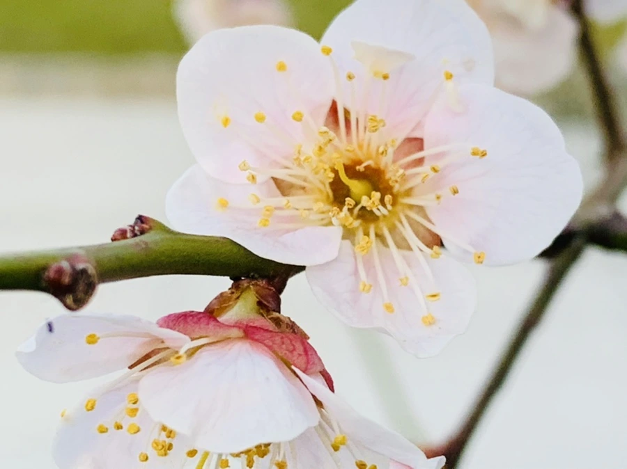 IMG_2335.jpg?type=w966