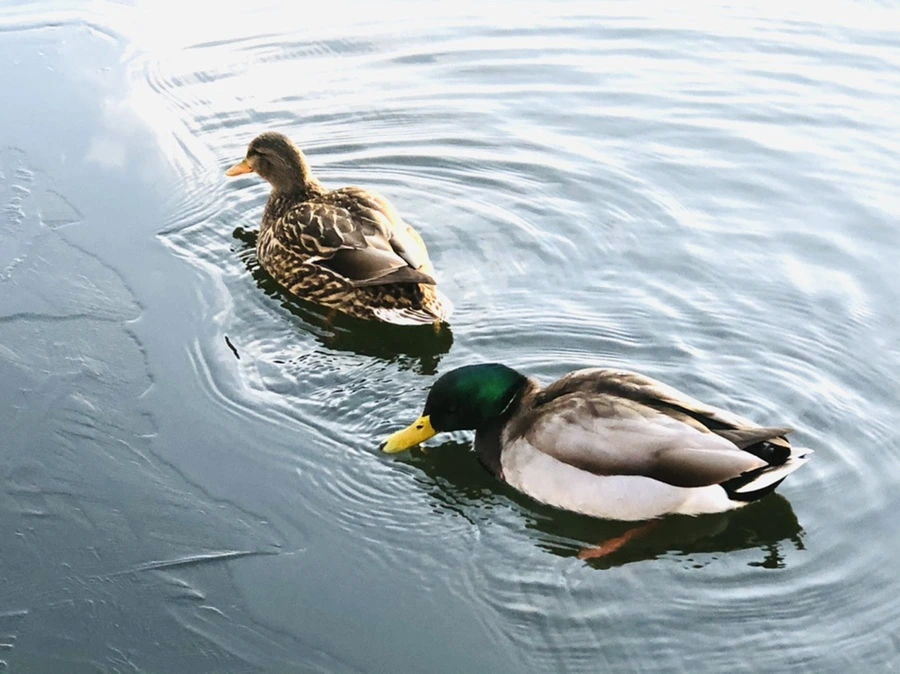 IMG_0815.jpg?type=w966