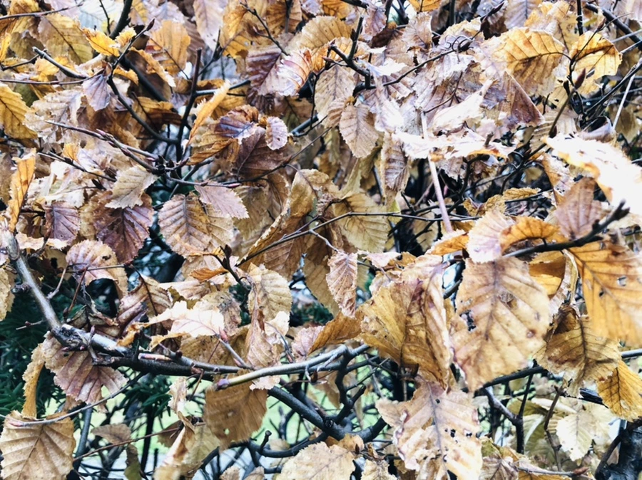 IMG_8161.jpg?type=w966