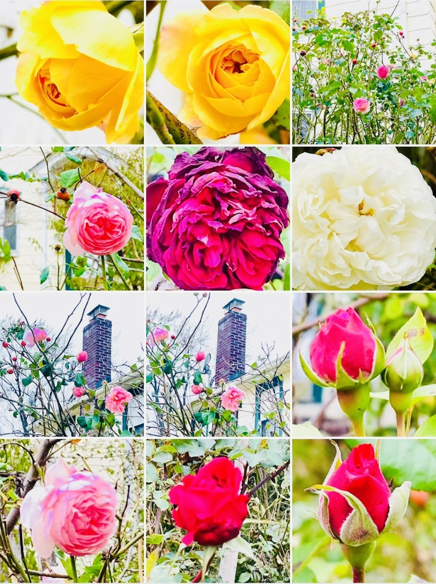 IMG_6224.jpg?type=w966