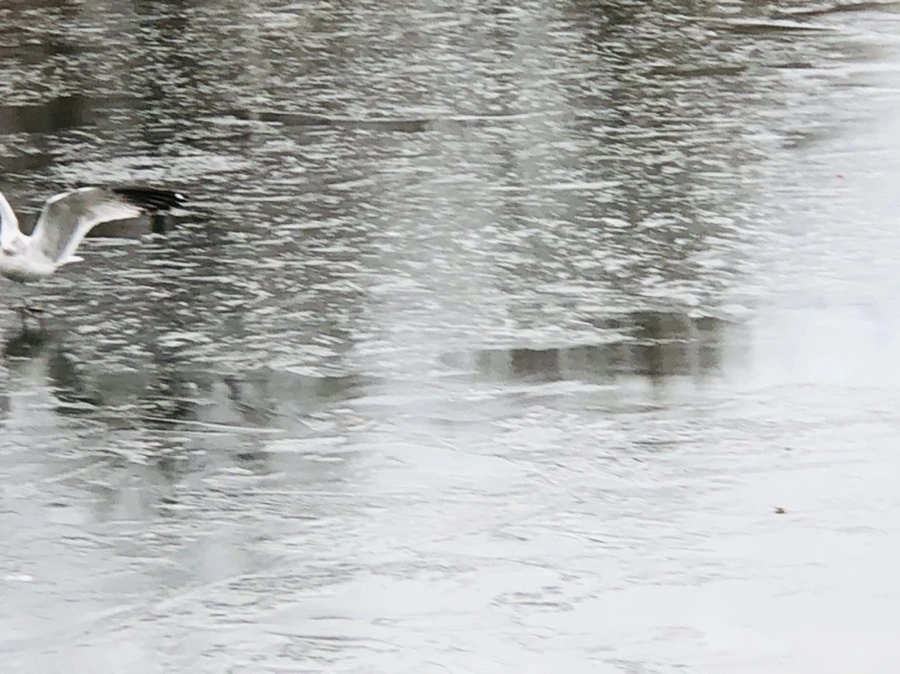 IMG_9010.jpg?type=w966