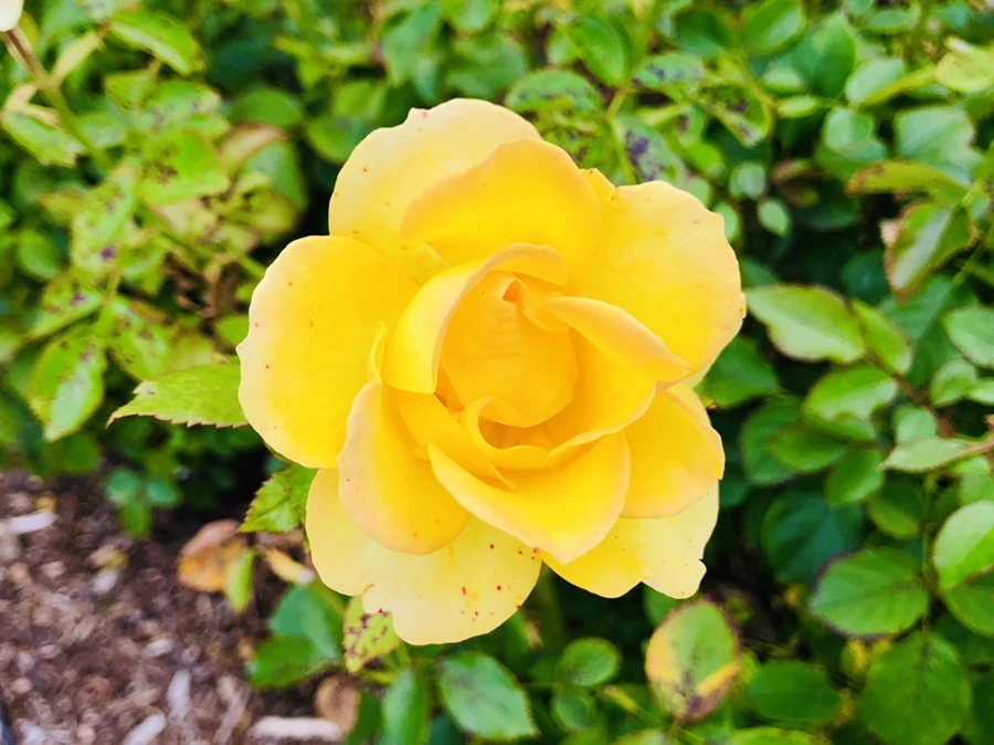 IMG_1609.jpg?type=w966