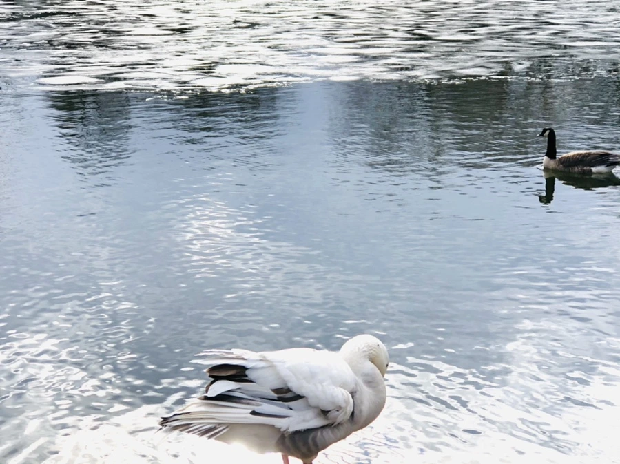 IMG_5120.jpg?type=w966