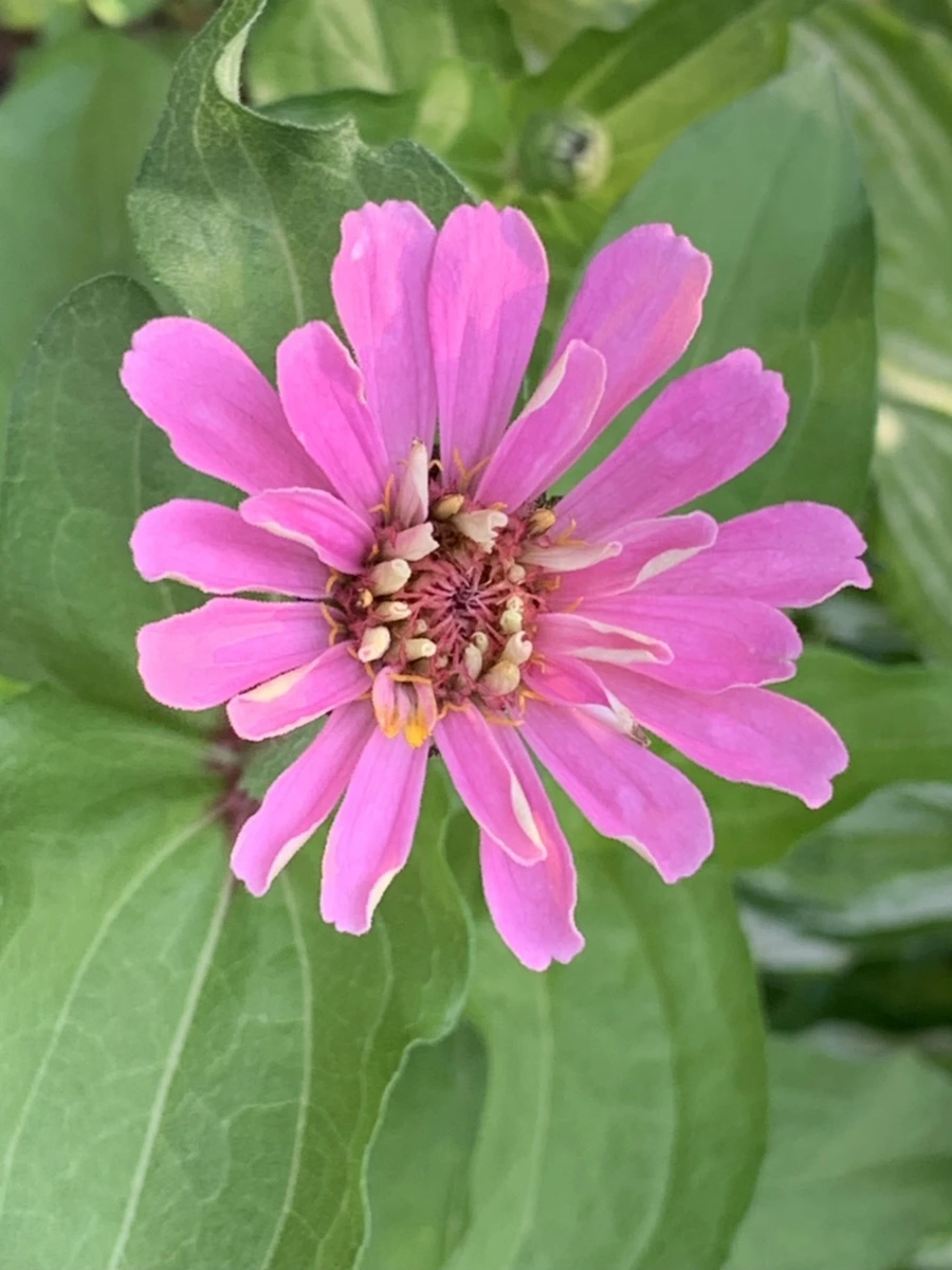 IMG_5862.jpg?type=w966