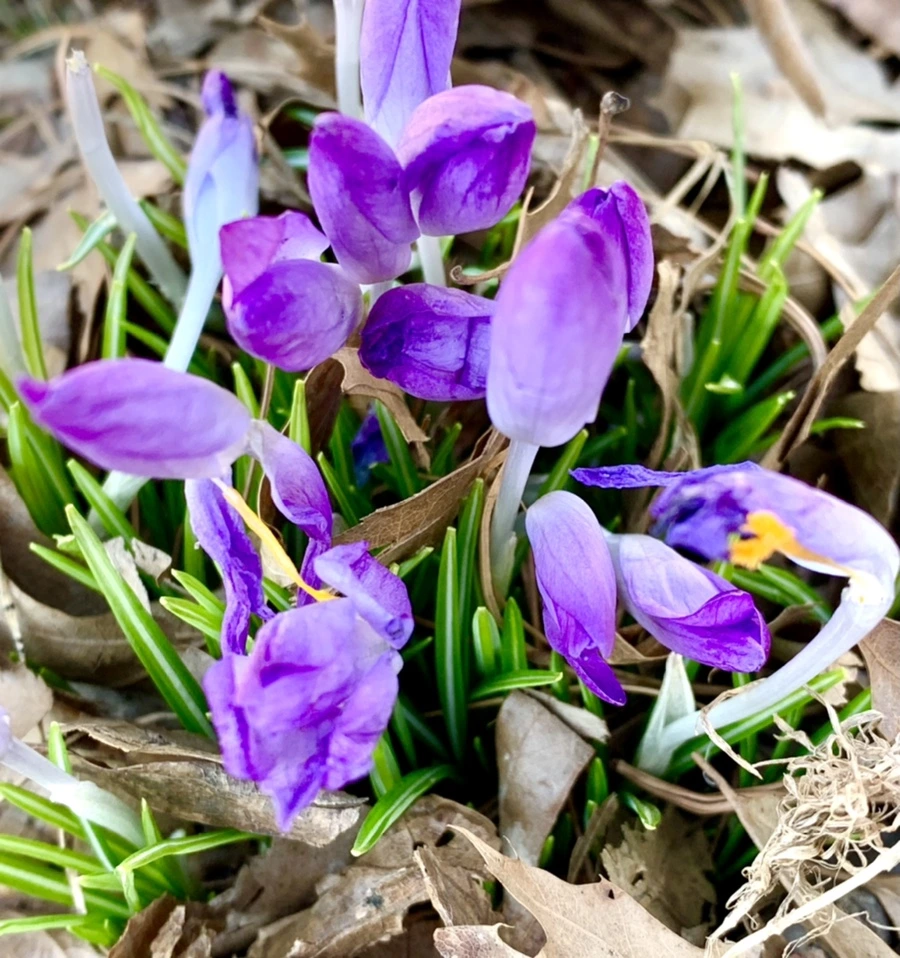 IMG_1449.jpg?type=w966