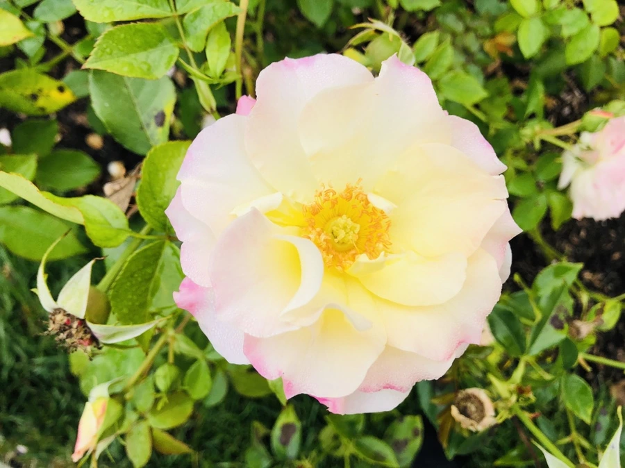 IMG_2250.jpg?type=w966