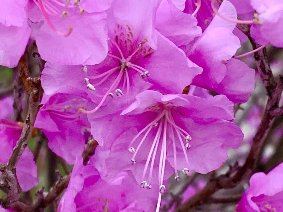 IMG_5979.jpg?type=w966