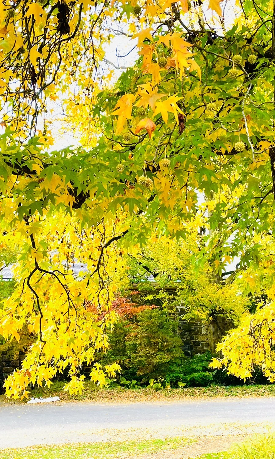 IMG_2373.jpg?type=w966