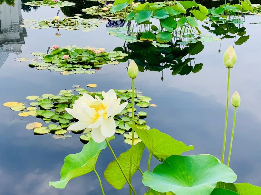 IMG_2554.jpg?type=w966