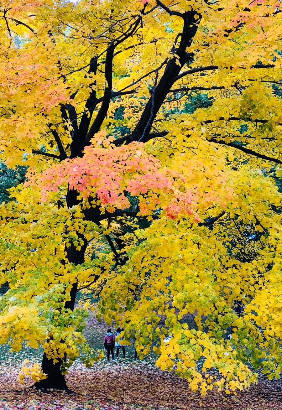 IMG_7337.jpg?type=w966