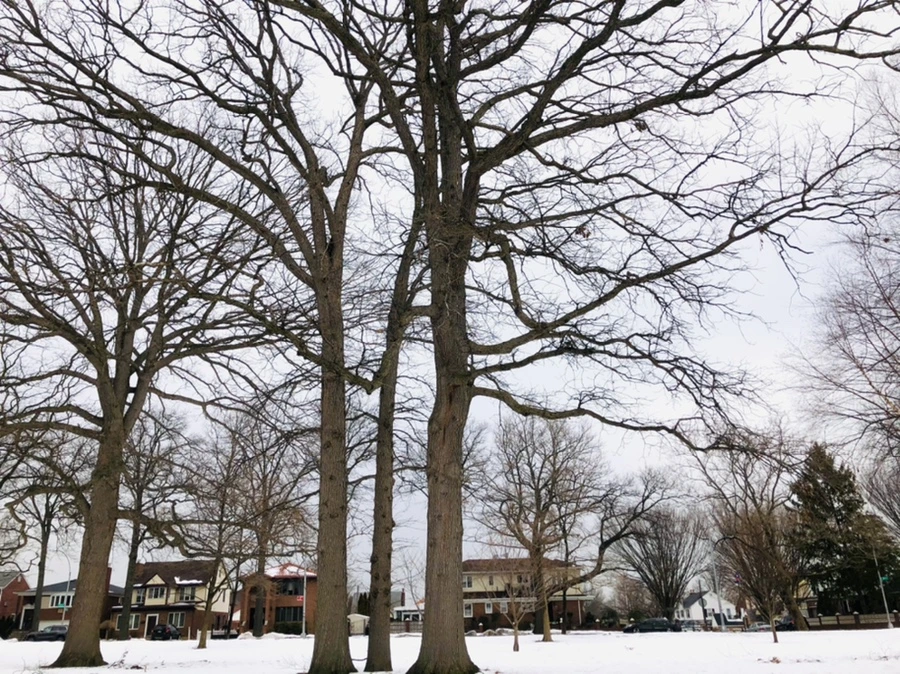 IMG_4365.jpg?type=w966