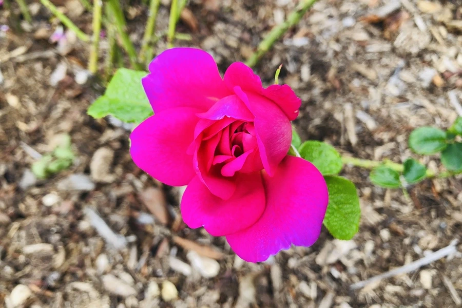 IMG_2211.jpg?type=w966