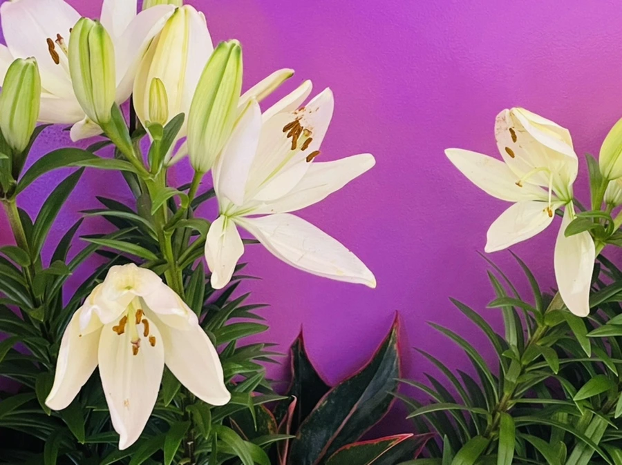 IMG_7739.jpg?type=w966