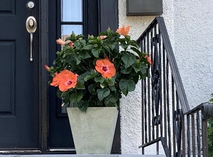 IMG_7361.jpg?type=w966