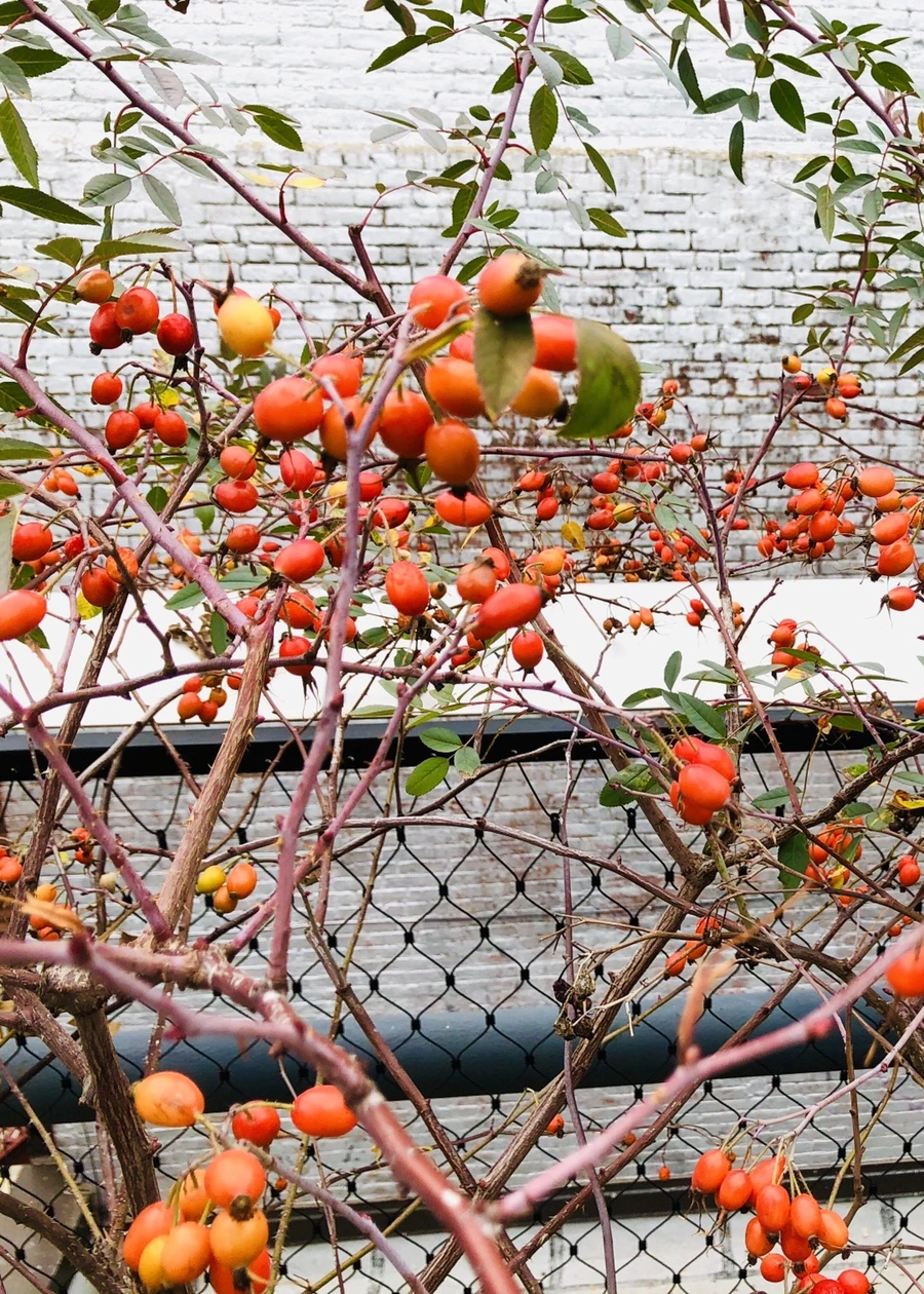 IMG_1271.jpg?type=w966